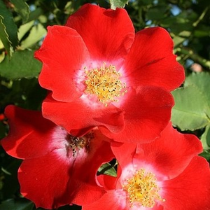 Roşu-roșu viu, cu mijlocul alb - trandafir pentru straturi Floribunda